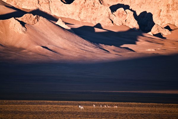 雪域净土 万物共栖——中国西部当然保护区巡护记